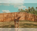 Small #1 German Shepherd Dog Mix