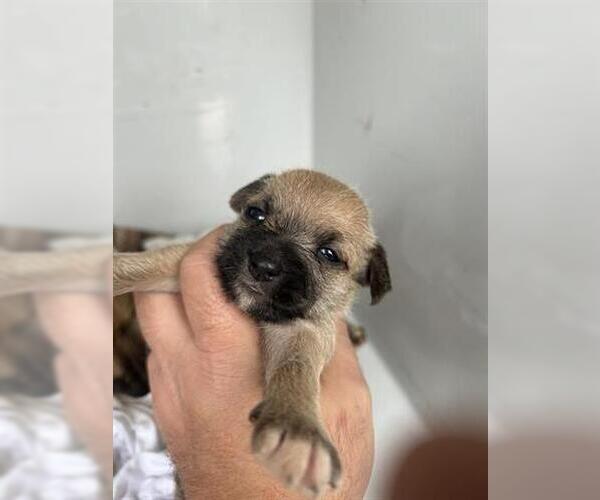 Medium Photo #1 Chihuahua-Unknown Mix Puppy For Sale in Houston, TX, USA