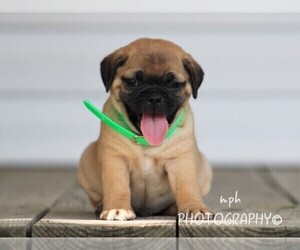 Jug-Pug Mix Puppy for sale in LIBERTY, KY, USA