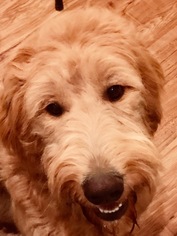 Mother of the Goldendoodle puppies born on 01/13/2018