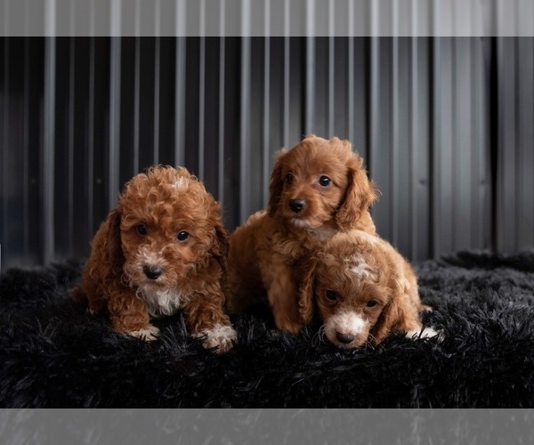 Medium Photo #1 Cavapoo Puppy For Sale in ROANOKE, IL, USA