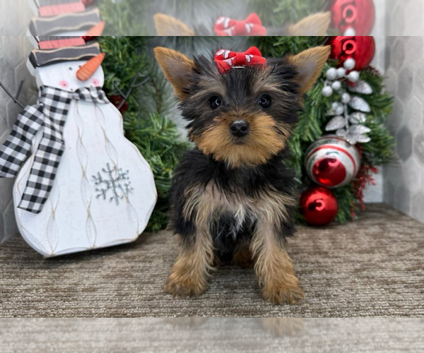 Medium Photo #1 Yorkshire Terrier Puppy For Sale in MURRELLS INLET, SC, USA