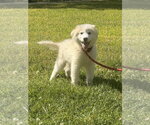 Small #1 Great Pyrenees Mix