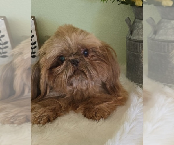 Medium Photo #1 Shih Tzu Puppy For Sale in VICTORVILLE, CA, USA