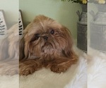 Small Photo #1 Shih Tzu Puppy For Sale in VICTORVILLE, CA, USA