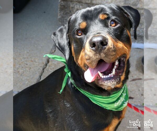 Medium Photo #3 Rottweiler-Unknown Mix Puppy For Sale in Washington, DC, USA