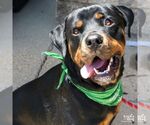 Small #2 Rottweiler Mix