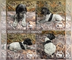Small Photo #27 German Shorthaired Pointer Puppy For Sale in MOYIE SPRINGS, ID, USA