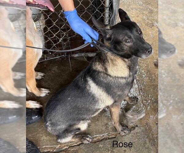 Medium Photo #1 Alaskan Malamute-Unknown Mix Puppy For Sale in Fallbrook, CA, USA