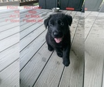 Small Photo #12 German Shepherd Dog Puppy For Sale in OLYMPIA, WA, USA