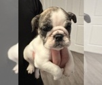 Puppy Lollie English Bulldog