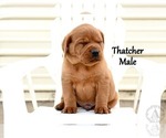 Small Photo #11 Labrador Retriever Puppy For Sale in DAYTON, VA, USA