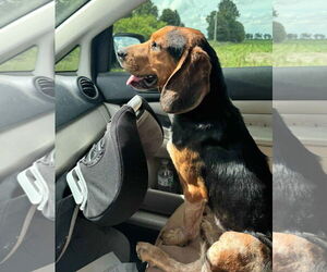 Beagle Dogs for adoption in Dunnellon, FL, USA