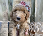 Small #27 F2 Aussiedoodle