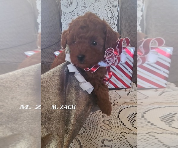 Medium Photo #1 Poodle (Miniature) Puppy For Sale in NATHALIE, VA, USA
