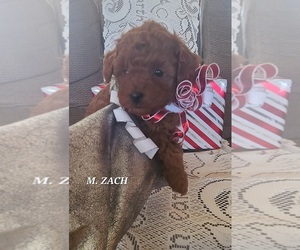 Poodle (Miniature) Puppy for sale in NATHALIE, VA, USA