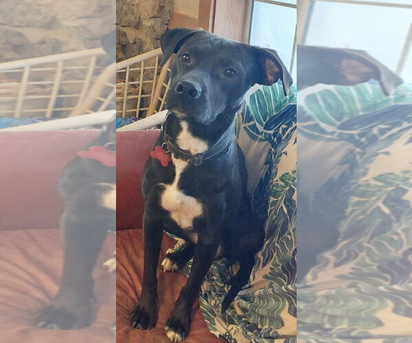 Medium Photo #3 Labrador Retriever-Unknown Mix Puppy For Sale in Boston, MA, USA