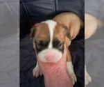Puppy Grim American Bulldog