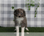 Small #1 Aussiedoodle Miniature 