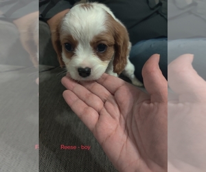 Cavalier King Charles Spaniel Puppy for sale in LOUISVILLE, KY, USA