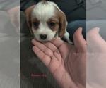 Image preview for Ad Listing. Nickname: Reese