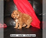 Small #2 Cockapoo (Miniature)