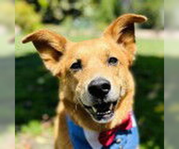 Medium Photo #2 Mutt Puppy For Sale in Fremont, CA, USA