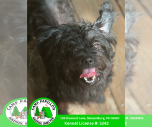 Poodle (Miniature)-Unknown Mix Dogs for adoption in Stroudsburg, PA, USA