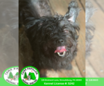 Small Poodle (Miniature) Mix
