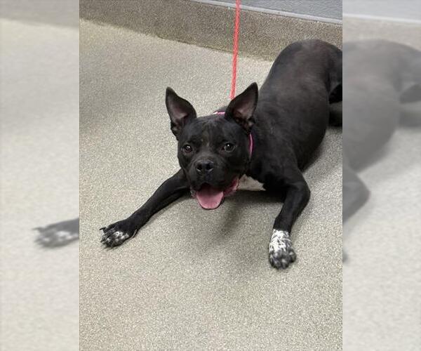 Medium Photo #1 American Pit Bull Terrier-Unknown Mix Puppy For Sale in Las Vegas, NV, USA