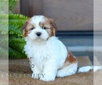 Small Photo #1 Shih Tzu Puppy For Sale in MORGANTOWN, PA, USA