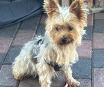 Gidget - Female Yorkshire Terrier Puppy for Sale - Photo #5