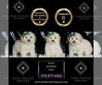 Small Photo #44 Maltipoo (Miniature) Puppy For Sale in WARSAW, IN, USA