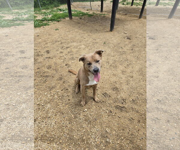Medium Photo #1 Mutt Puppy For Sale in Maquoketa, IA, USA