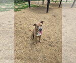 Small Mutt