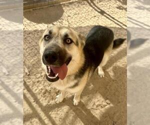 German Shepherd Dog Dogs for adoption in Santa Maria, CA, USA