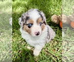 Puppy Theo Miniature Australian Shepherd