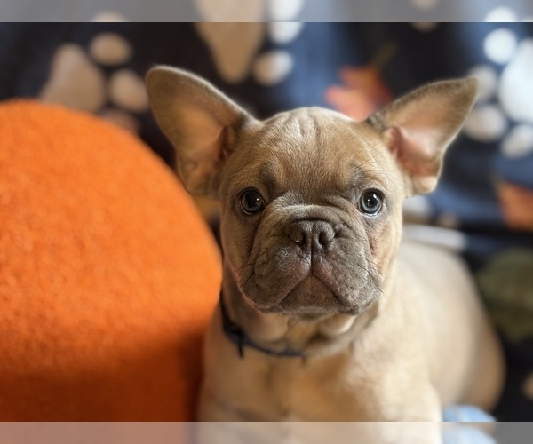 Medium Photo #1 French Bulldog Puppy For Sale in WEST PLAINS, MO, USA