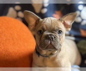 French Bulldog Puppy for sale in WEST PLAINS, MO, USA