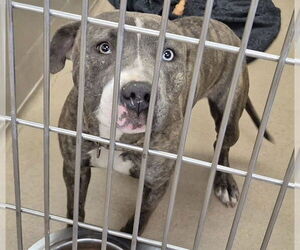 Mutt Dogs for adoption in Decatur, IL, USA