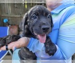 Small Photo #20 Cane Corso Puppy For Sale in HOUSTON, TX, USA