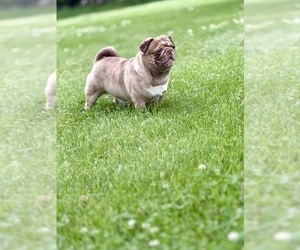 Father of the Pug puppies born on 04/28/2025