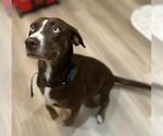 Small Pointer Mix
