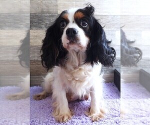 Mother of the Cavapoo puppies born on 07/07/2025