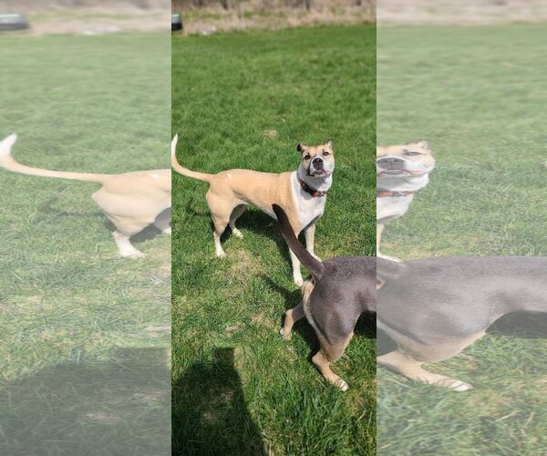 Medium Photo #4 Mutt Puppy For Sale in Shelburne, VT, USA