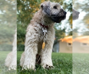 Father of the Soft Coated Wheaten Terrier puppies born on 09/08/2019