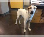 Small Great Pyrenees Mix