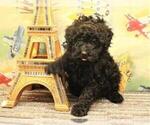 Small Photo #13 Poodle (Toy) Puppy For Sale in SHAWNEE, OK, USA