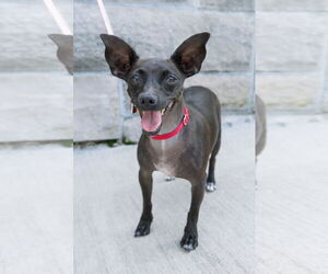 Chihuahua Dogs for adoption in New York, NY, USA