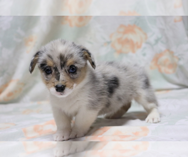 Medium Photo #3 Pembroke Welsh Corgi Puppy For Sale in SHILOH, OH, USA